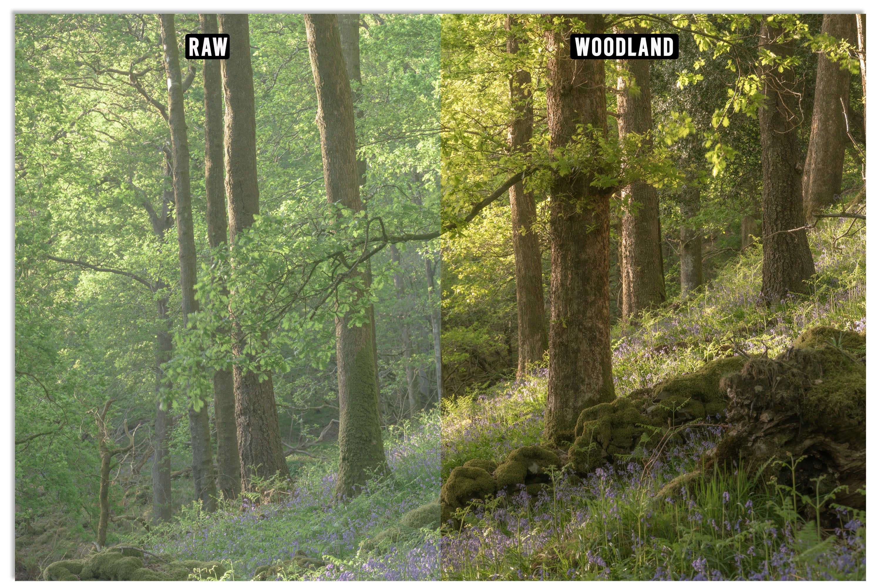 Lightroom Presets - "THE FELL PACK" (Includes Bonus Woodland Preset!)