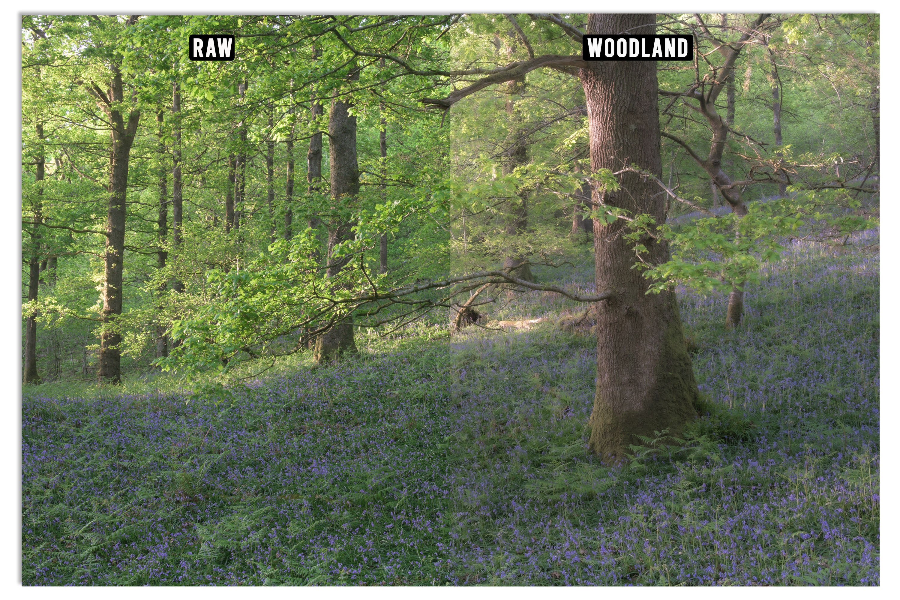 Lightroom Presets - "THE FELL PACK" (Includes Bonus Woodland Preset!)